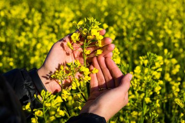 Doğa, sarı çiçekler, yağlı tohum tecavüz, sorumlu büyüme ve bitki koruma kavramı alan yürüyen kadın Ziraat Mühendisi dokunmadan el ile tecavüz flowers.touch dokunmadan eller.