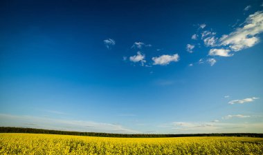 Tecavüz çayır altında mavi gökyüzü, bulutlu gökyüzü, sarı yağlı tohum tecavüz alan, kolza tohumu - brassica napus-bitki yeşil enerji ve petrol endüstrisi için altın alan altın tecavüz alan