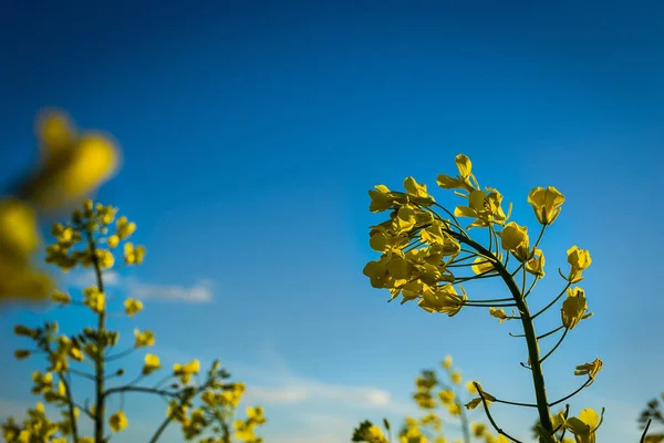 Campo di colza, fiori di colza in fiore da vicino. Stupro sul campo in estate. Olio giallo brillante di colza. Colza fiorita, campo di colza al tramonto, fiore di colza gialla (attenzione differenziale ) — Foto Stock