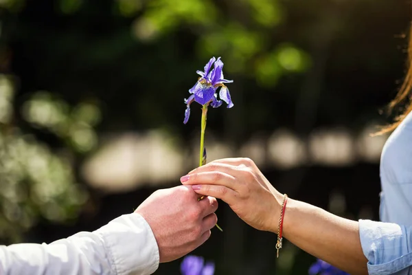 Par i kärlek händer röra iris blomma, blå iris blomma i den trädgården blossom, par händer som håller en blå iris på en grön suddig bakgrund, närbild — Stockfoto