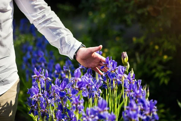 La mano del hombre tocando la flor del iris, la flor del iris azul en la flor del jardín, las manos del hombre sosteniendo un iris azul sobre un fondo borroso verde, primer plano — Foto de Stock