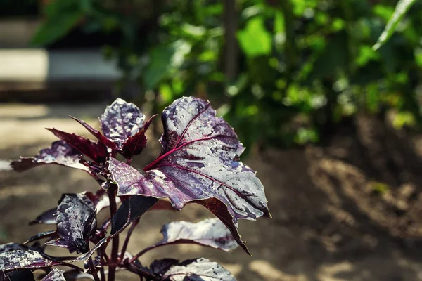 Spousta listí rostoucí Detailní záběr Zralé purpurové bazalky. Listy bazalky červené / bazalka plant / bazalka. Purple Basil v zahradě, bazalka pěstování v garden.growing rostlin bazalky fialové — Stock fotografie