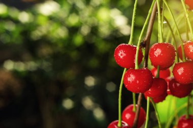 Vişne Bahçesi, kiraz ağacı, RIPE ekşi kiraz kiraz ağacı üzerinde büyüyen, bir kiraz ağacı dalına asılı kiraz meyve yaz konsepti