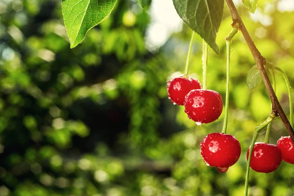 Cherry orchard,Cherry tree,Ripe sour cherries growing on cherry tree,Cherries hanging on a cherry tree branch,fruit summer concept — Stock Photo, Image