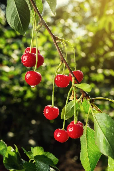 Cherry orchard,Cherry tree,Ripe sour cherries growing on cherry tree,Cherries hanging on a cherry tree branch,fruit summer concept — Stock Photo, Image