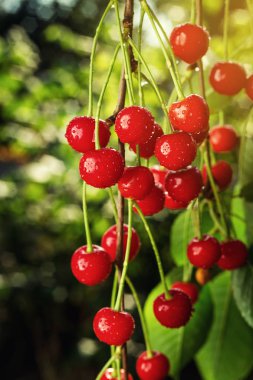 Vişne Bahçesi, kiraz ağacı, RIPE ekşi kiraz kiraz ağacı üzerinde büyüyen, bir kiraz ağacı dalına asılı kiraz meyve yaz konsepti