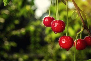 Vişne Bahçesi, kiraz ağacı, RIPE ekşi kiraz kiraz ağacı üzerinde büyüyen, bir kiraz ağacı dalına asılı kiraz meyve yaz konsepti