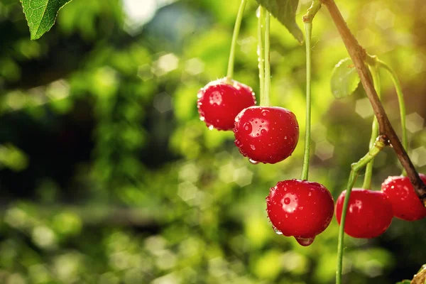 Vişne Bahçesi, kiraz ağacı, RIPE ekşi kiraz kiraz ağacı üzerinde büyüyen, bir kiraz ağacı dalına asılı kiraz meyve yaz konsepti