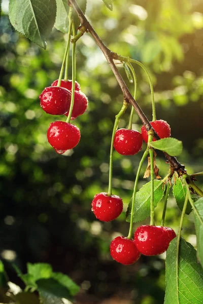 Cherry orchard,Cherry tree,Ripe sour cherries growing on cherry tree,Cherries hanging on a cherry tree branch,fruit summer concept — Stock Photo, Image