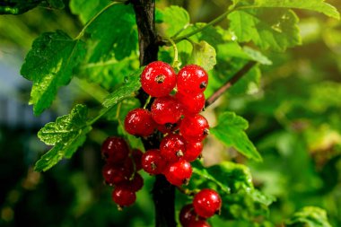 Frenk üzümü bir bahçede büyüyen Bush. Frenk üzümü arka plan. Arka plan olarak olgun kırmızı kuş üzümü yakın çekim. Kırmızı kuş üzümü olgun meyveler hasat. Yaz hasat
