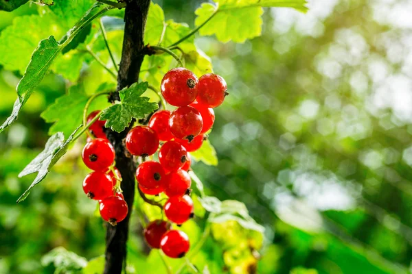 Bush of red currant growing in a garden.Background of red currant. Ripe red currants close-up as background. Harvest the ripe berries of red currants.Summer Harvest — Stock Photo, Image