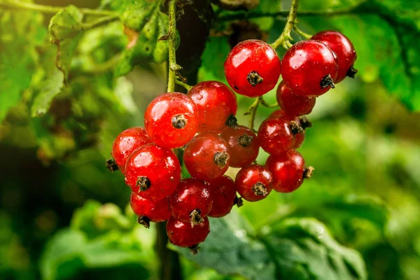 Bush of red currant growing in a garden.Background of red currant. Ripe red currants close-up as background. Harvest the ripe berries of red currants.Summer Harvest — Stock Photo, Image