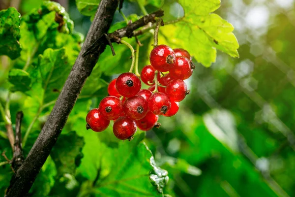 bush of red currant growing in a garden.Background of red currant. Ripe red currants close-up as background. Harvest the ripe berries of red currants.Summer Harvest