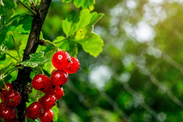 Bush of red currant growing in a garden.Background of red currant. Ripe red currants close-up as background. Harvest the ripe berries of red currants.Summer Harvest — Stock Photo, Image