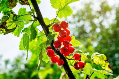 Frenk üzümü bir bahçede büyüyen Bush. Frenk üzümü arka plan. Arka plan olarak olgun kırmızı kuş üzümü yakın çekim. Kırmızı kuş üzümü olgun meyveler hasat. Yaz hasat