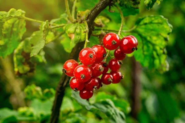 Bush of red currant growing in a garden.Background of red currant. Ripe red currants close-up as background. Harvest the ripe berries of red currants.Summer Harvest — Stock Photo, Image