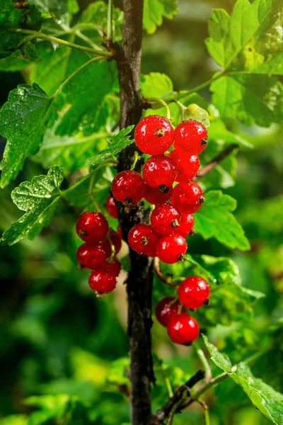 bush of red currant growing in a garden.Background of red currant. Ripe red currants close-up as background. Harvest the ripe berries of red currants.Summer Harvest