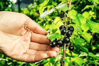 Siyah frenk üzümü bir bahçede büyüyen Bush. Arka plan siyah Frenk üzümü. Arka plan olarak olgun siyah kuş üzümü yakın çekim. Siyah kuş üzümü olgun meyveler hasat. Yaz hasat