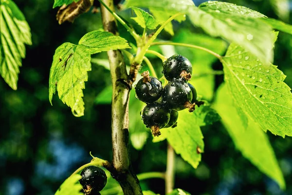 Bush of black currant growing in a garden.Background of black currant. Ripe black currants close-up as background. Harvest the ripe berries of black currants.Summer Harvest — Stock Photo, Image