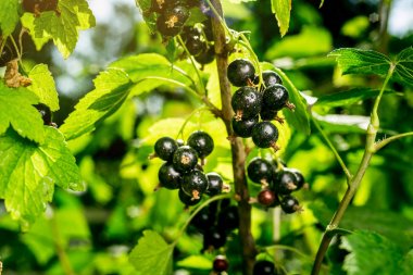 Siyah frenk üzümü bir bahçede büyüyen Bush. Arka plan siyah Frenk üzümü. Arka plan olarak olgun siyah kuş üzümü yakın çekim. Siyah kuş üzümü olgun meyveler hasat. Yaz hasat