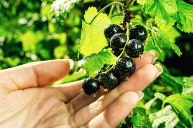 Siyah frenk üzümü bir bahçede büyüyen Bush. Arka plan siyah Frenk üzümü. Arka plan olarak olgun siyah kuş üzümü yakın çekim. Siyah kuş üzümü olgun meyveler hasat. Yaz hasat