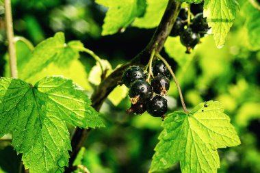 Siyah frenk üzümü bir bahçede büyüyen Bush. Arka plan siyah Frenk üzümü. Arka plan olarak olgun siyah kuş üzümü yakın çekim. Siyah kuş üzümü olgun meyveler hasat. Yaz hasat
