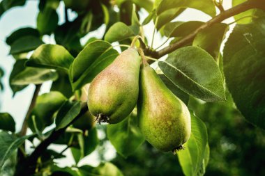 armut bir şube, olgunlaşmamış yeşil armut, armut ağacı, lezzetli genç armut ağacı, yaz meyve bahçesi asılı. Kırpma armut, sağlıklı organik armut. Doğa arka plan sulu flavorful armut. 