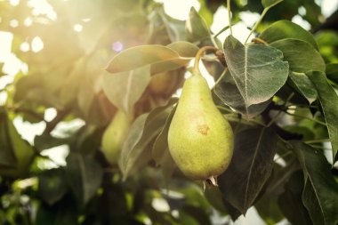 armut bir şube, olgunlaşmamış yeşil armut, armut ağacı, lezzetli genç armut ağacı, yaz meyve bahçesi asılı. Kırpma armut, sağlıklı organik armut. Doğa arka plan sulu flavorful armut. 
