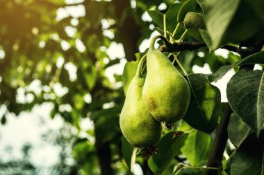 armut bir şube, olgunlaşmamış yeşil armut, armut ağacı, lezzetli genç armut ağacı, yaz meyve bahçesi asılı. Kırpma armut, sağlıklı organik armut. Doğa arka plan sulu flavorful armut. 