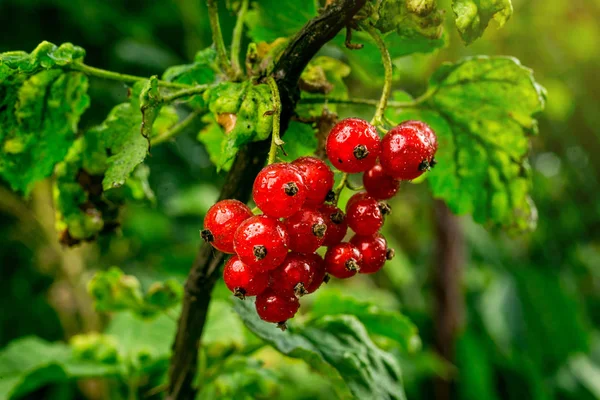 Bush of red currant growing in a garden.Background of red currant. Ripe red currants close-up as background. Harvest the ripe berries of red currants.Summer Harvest — Stock Photo, Image