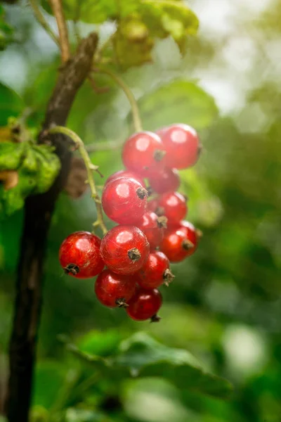 Bush of red currant growing in a garden.Background of red currant. Ripe red currants close-up as background. Harvest the ripe berries of red currants.Summer Harvest — Stock Photo, Image