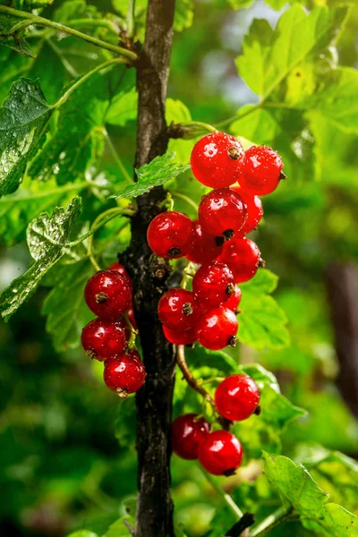 Bush of red currant growing in a garden.Background of red currant. Ripe red currants close-up as background. Harvest the ripe berries of red currants.Summer Harvest — Stock Photo, Image