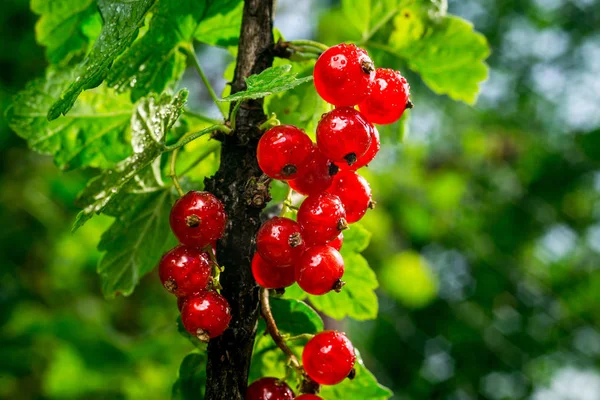 Bush of red currant growing in a garden.Background of red currant. Ripe red currants close-up as background. Harvest the ripe berries of red currants.Summer Harvest — Stock Photo, Image