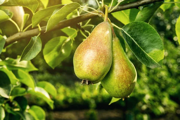 Hrušky na větev, nezralá zelená hruška, hrušeň, chutné mladý hruška visí na stromě, letní plody zahrady. Úroda hrušek, zdravé bio hrušky. Šťavnaté hrušky svěžím přírodní zázemí. — Stock fotografie