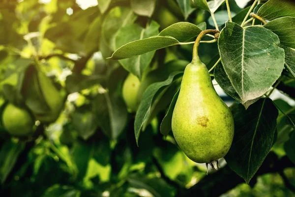 armut bir şube, olgunlaşmamış yeşil armut, armut ağacı, lezzetli genç armut ağacı, yaz meyve bahçesi asılı. Kırpma armut, sağlıklı organik armut. Doğa arka plan sulu flavorful armut. 