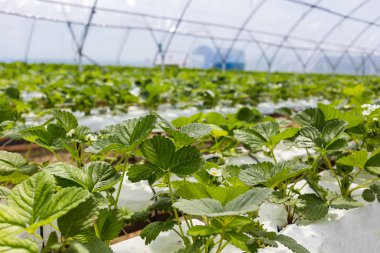 Endüstriyel büyüme çilek, saç ekimi, seralar, çilek alanları, kapalı çilek çiftlik, içine yetiştirilen taze çilek satırda topraksız çilek Çilek yetiştiriciliği