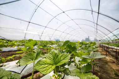 Endüstriyel büyüme çilek, saç ekimi, seralar, çilek alanları, kapalı çilek çiftlik, içine yetiştirilen taze çilek satırda topraksız çilek Çilek yetiştiriciliği
