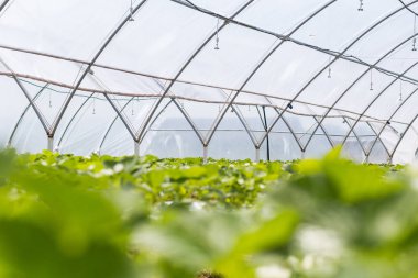 Endüstriyel büyüme çilek, saç ekimi, seralar, çilek alanları, kapalı çilek çiftlik, içine yetiştirilen taze çilek satırda topraksız çilek Çilek yetiştiriciliği