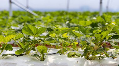 Endüstriyel büyüme çilek, saç ekimi, seralar, çilek alanları, kapalı çilek çiftlik, içine yetiştirilen taze çilek satırda topraksız çilek Çilek yetiştiriciliği