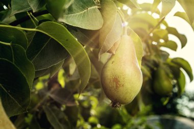 armut bir şube, olgunlaşmamış yeşil armut, armut ağacı, lezzetli genç armut ağacı, yaz meyve bahçesi asılı. Kırpma armut, sağlıklı organik armut. Doğa arka plan sulu flavorful armut. 