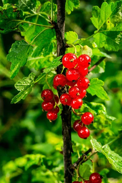 Bush of red currant growing in a garden.Background of red currant. Ripe red currants close-up as background. Harvest the ripe berries of red currants.Summer Harvest — Stock Photo, Image