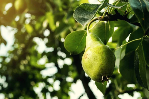 armut bir şube, olgunlaşmamış yeşil armut, armut ağacı, lezzetli genç armut ağacı, yaz meyve bahçesi asılı. Kırpma armut, sağlıklı organik armut. Doğa arka plan sulu flavorful armut. 