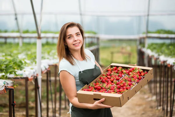 Strawberry growers with harvest,Agricultural engineer working in the greenhouse.Female greenhouse worker with box of strawberries,woman picking berrying on farm,strawberry crop concept — Stock Photo, Image