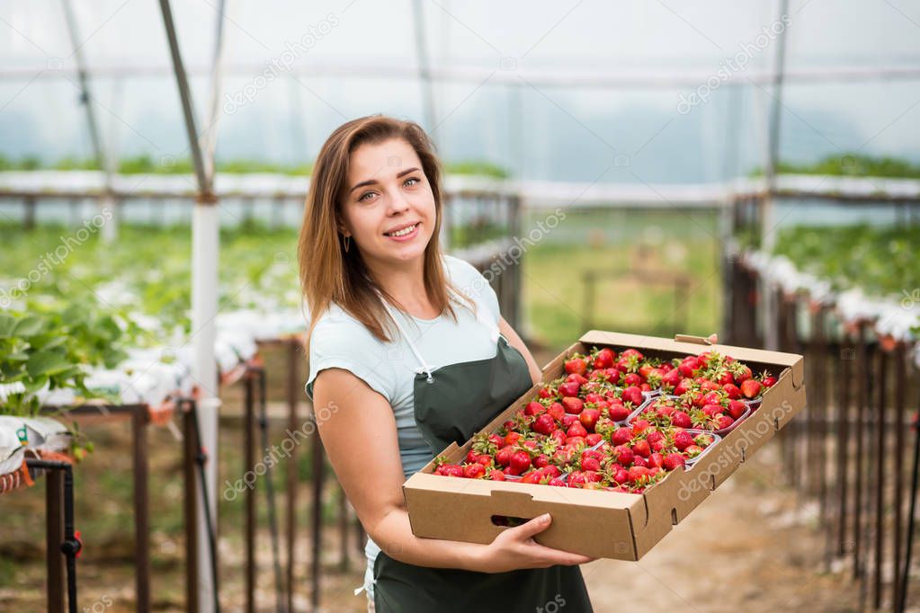 Strawberry growers with harvest,Agricultural engineer working in the greenhouse.Female greenhouse worker with box of strawberries,woman picking berrying on farm,strawberry crop concept