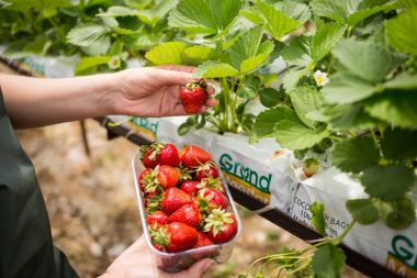 Çilek yetiştiricileri hasat, ziraat mühendisi serada çalışan ile. Kadın sera işçi kutusuyla çilek, çiftlikte, çilek ekin kavramı berrying toplama kadın