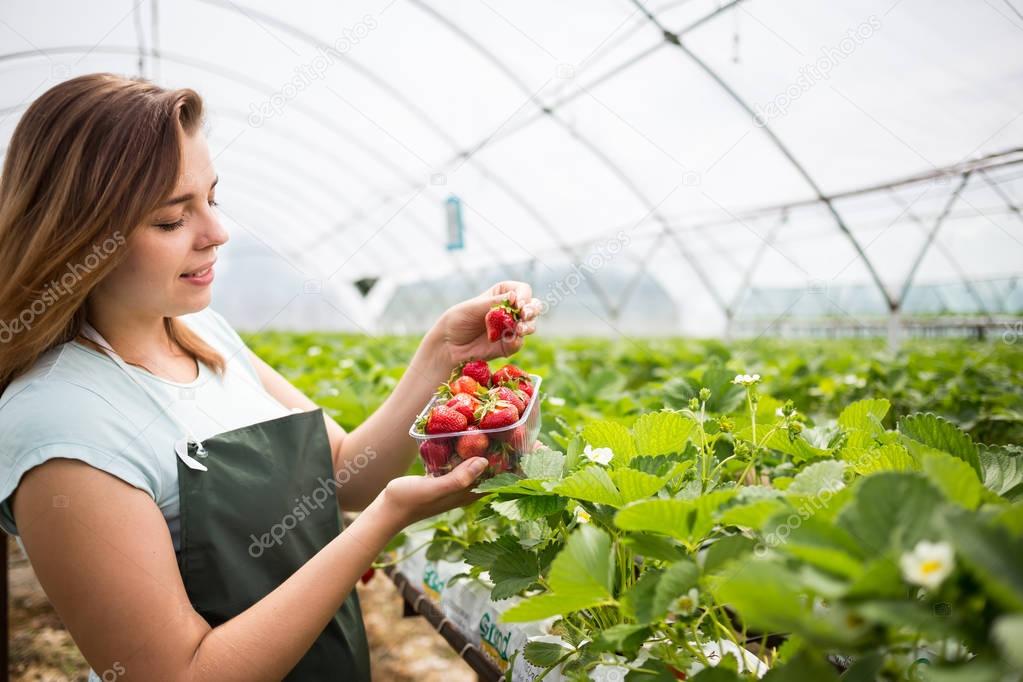 Strawberry growers with harvest,Agricultural engineer working in the greenhouse.Female greenhouse worker with box of strawberries,woman picking berrying on farm,strawberry crop concept