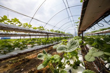 Endüstriyel büyüme çilek, saç ekimi, seralar, çilek alanları, kapalı çilek çiftlik, içine yetiştirilen taze çilek satırda topraksız çilek Çilek yetiştiriciliği