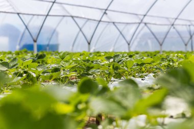Endüstriyel büyüme çilek, saç ekimi, seralar, çilek alanları, kapalı çilek çiftlik, içine yetiştirilen taze çilek satırda topraksız çilek Çilek yetiştiriciliği