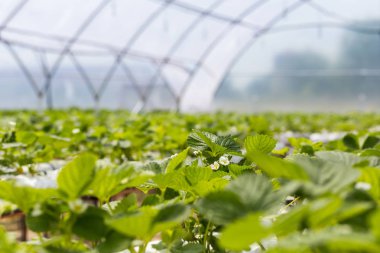 Endüstriyel büyüme çilek, saç ekimi, seralar, çilek alanları, kapalı çilek çiftlik, içine yetiştirilen taze çilek satırda topraksız çilek Çilek yetiştiriciliği