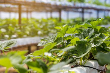 Endüstriyel büyüme çilek, saç ekimi, seralar, çilek alanları, kapalı çilek çiftlik, içine yetiştirilen taze çilek satırda topraksız çilek Çilek yetiştiriciliği